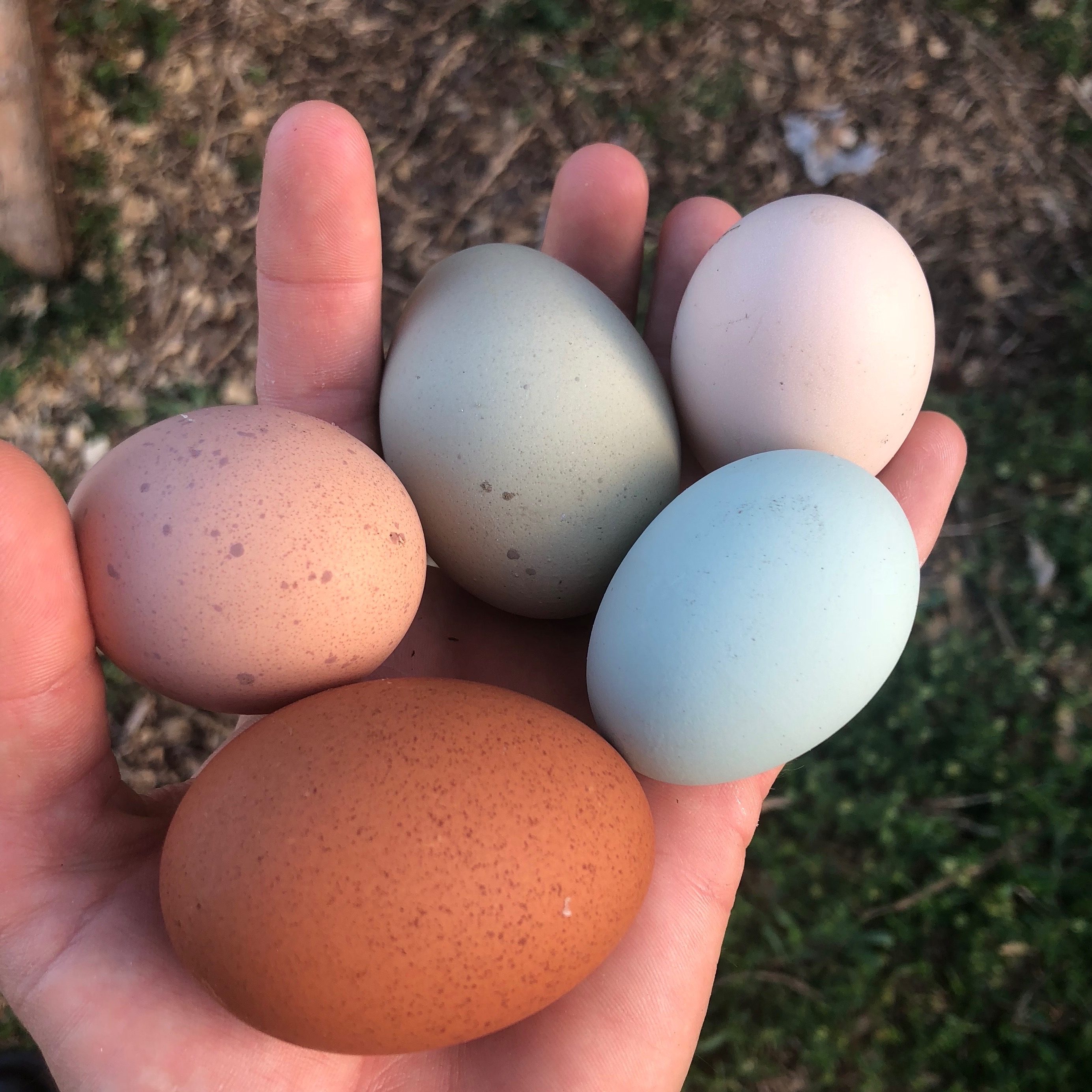 ¿Qué color huevo yacía mi pollo?