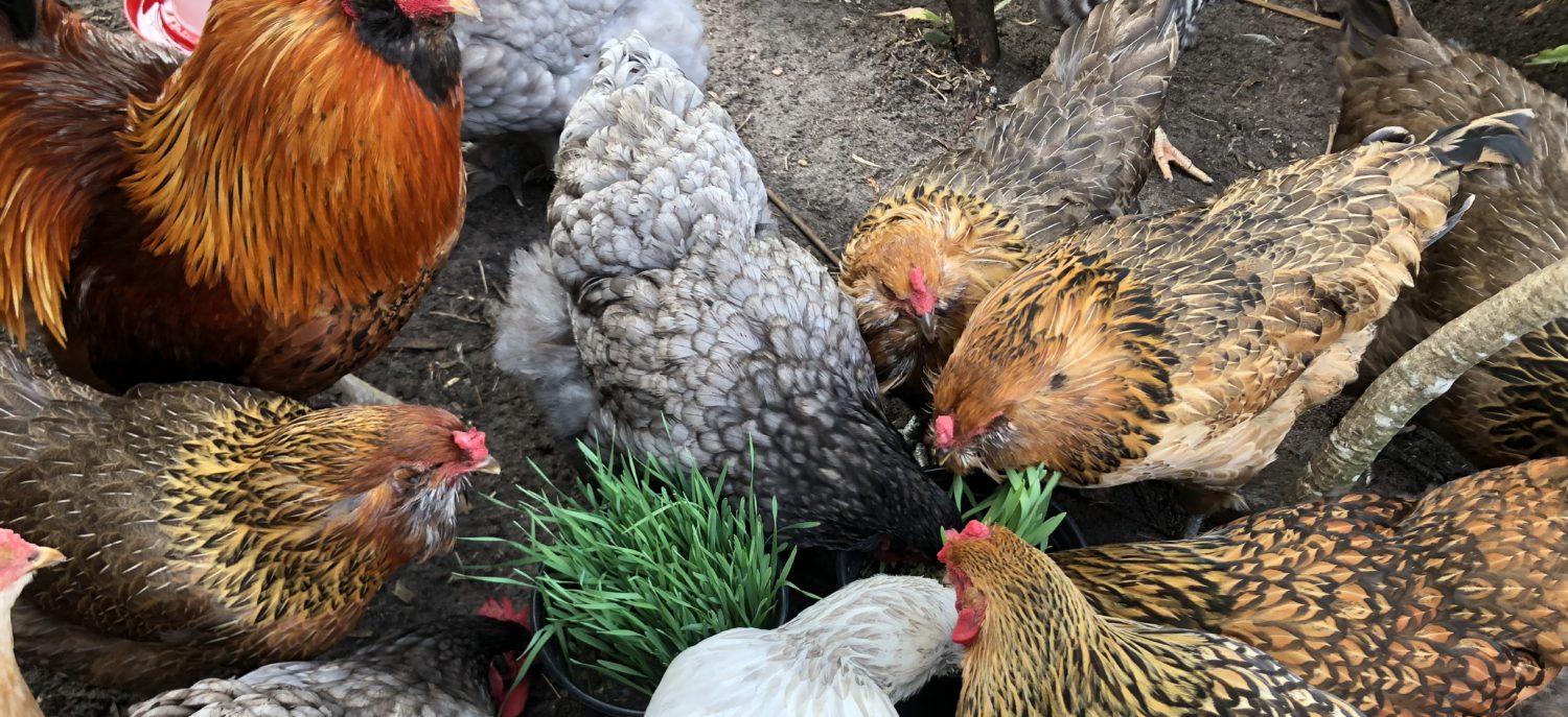 Urban Chicken Farm – Co-Creating with Nature to Produce Delicious ...